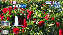 Histogram