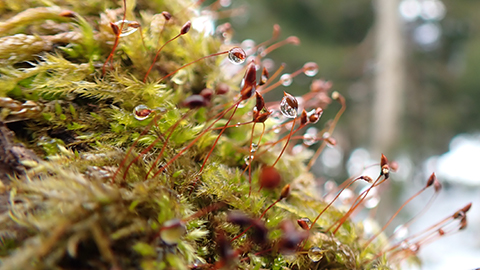 Amazing Variable Macro System