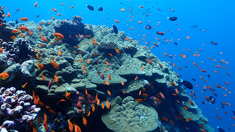 Advanced underwater shooting