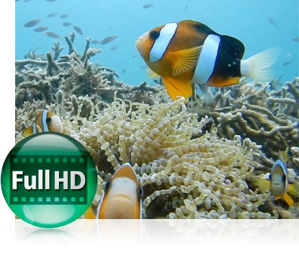 Photo of a clown fish underwater on a reef and the Full HD video icon showing video functionality