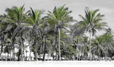 black and white photo with selective green color of palm trees