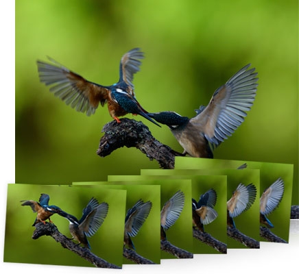 Photo of birds and inset small frames of the birds showing the capabilities of the Autofocus