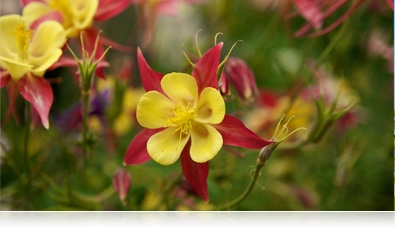 close up photo of yellow and red flowers with shallow depth of field