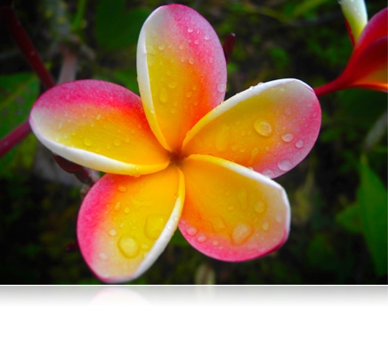 Close up photo of a flower with water droplets on each petal